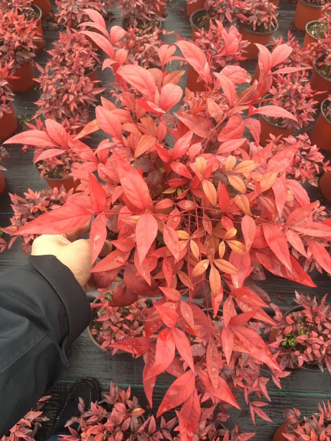 種苗兩年，投資2000萬，干出兩個“大”，這個山東兄弟有點“狠”